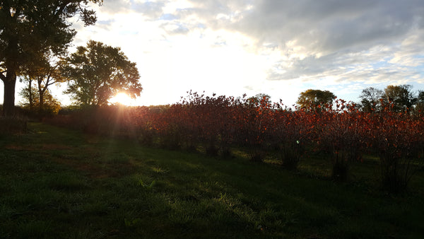 Aronia Bushes in Fall and sun setting