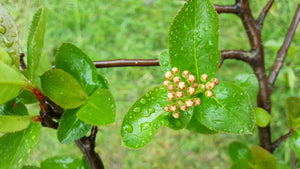 Aronia Berry Buds on a bush