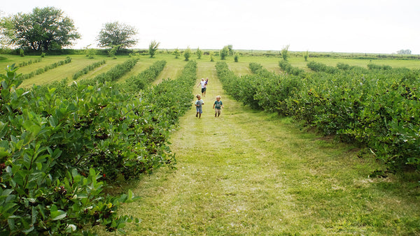 Family running in aronia berry fields