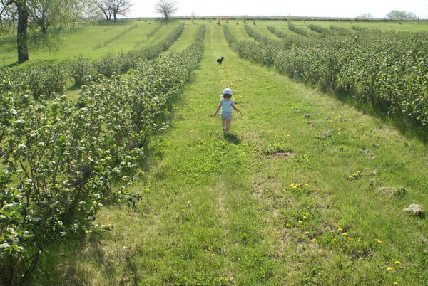 Row of Aronia bushes in spring with a child and dog walking down a row, 